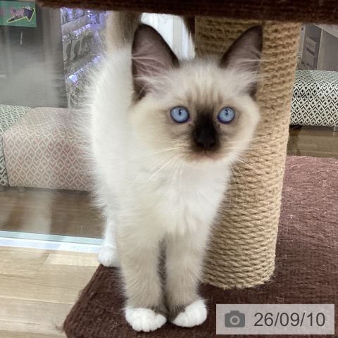 ラグドールの写真