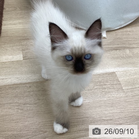 ラグドールの写真