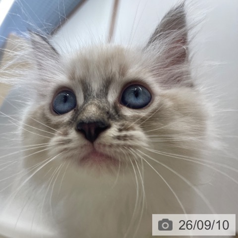 ラグドールの写真