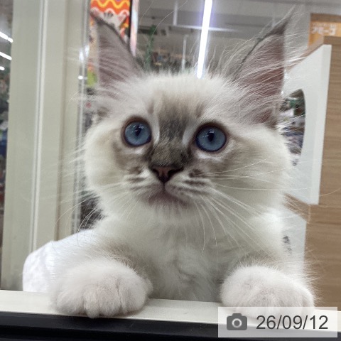 山梨県のラグドール (ペットプラス 甲府国母店/2026年7月10日生まれ/男の子/シールリンクスポイントミテッド)の子猫の4枚目の画像