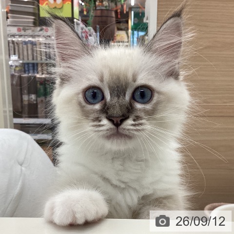 山梨県のラグドール (ペットプラス 甲府国母店/2026年7月10日生まれ/男の子/シールリンクスポイントミテッド)の子猫の3枚目の画像