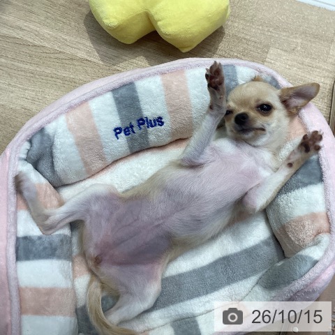 チワワの写真