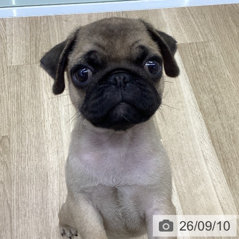 パグの写真
