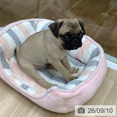 パグの写真
