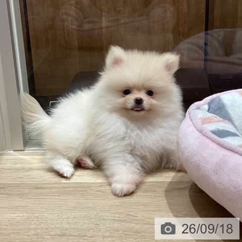 宮城県のポメラニアン (ペットプラス 仙台上杉店/2026年7月7日生まれ/男の子/クリーム)の子犬の3枚目の画像