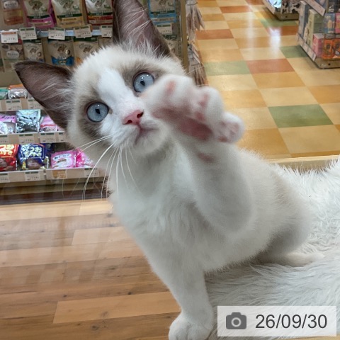 ラグドールの写真
