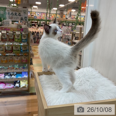 ラグドールの写真