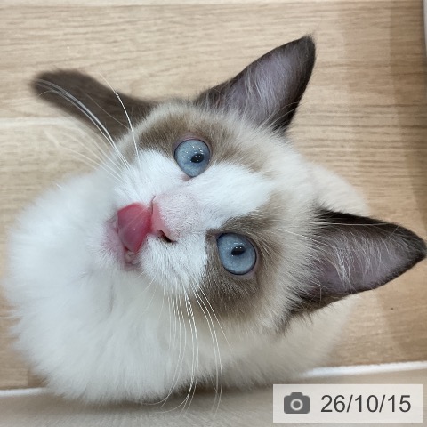 ラグドールの写真