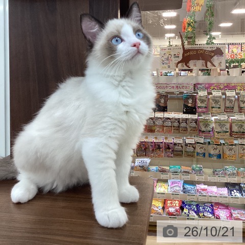 ラグドールの写真