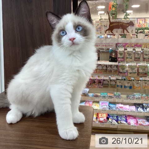 群馬県のラグドール (ペットプラス 前橋店/2026年7月6日生まれ/女の子/シールポイントバイカラー)の子猫の4枚目の画像