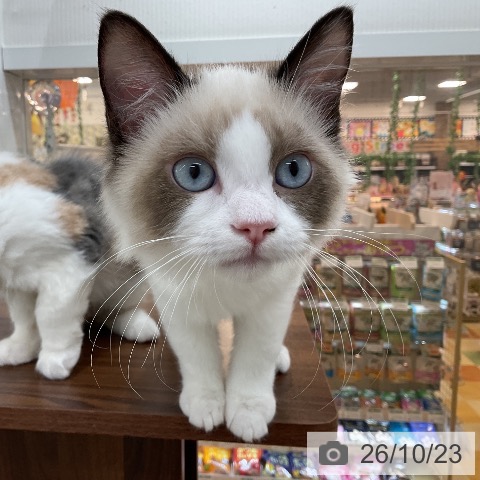 群馬県のラグドール (ペットプラス 前橋店/2026年7月6日生まれ/女の子/シールポイントバイカラー)の子猫の3枚目の画像