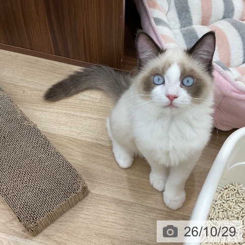 ラグドールの写真
