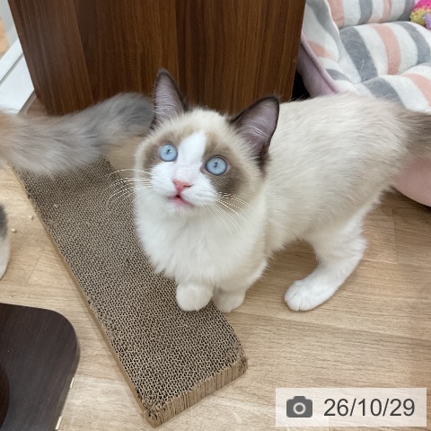ラグドールの写真