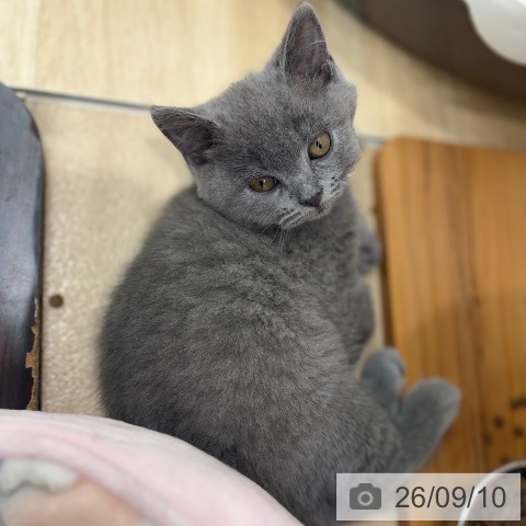 大阪府のブリティッシュショートヘアー (ペットプラス イオン大日店/2026年7月2日生まれ/男の子/ブルー)の子猫の3枚目の画像