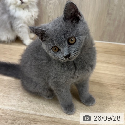 大阪府のブリティッシュショートヘアー (ペットプラス イオン大日店/2026年7月2日生まれ/男の子/ブルー)の子猫の4枚目の画像