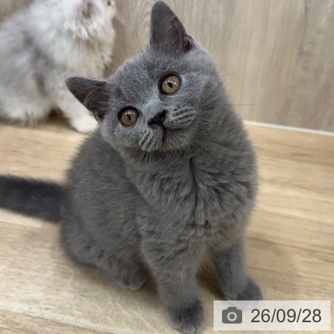 大阪府のブリティッシュショートヘアー (ペットプラス イオン大日店/2026年7月2日生まれ/男の子/ブルー)の子猫の3枚目の画像