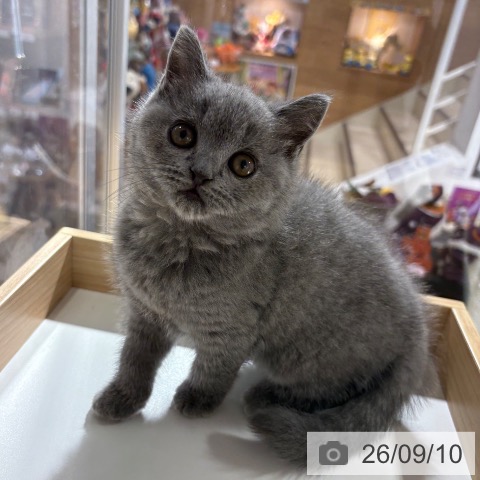 兵庫県のブリティッシュショートヘアー (ペットプラス 神戸三宮店/2026年7月2日生まれ/女の子/ブルー)の子猫の4枚目の画像