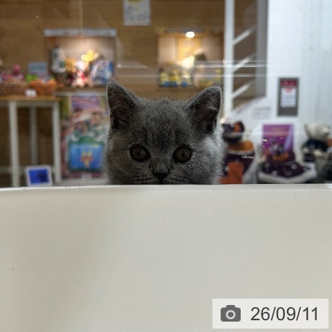 兵庫県のブリティッシュショートヘアー (ペットプラス 神戸三宮店/2026年7月2日生まれ/女の子/ブルー)の子猫の3枚目の画像