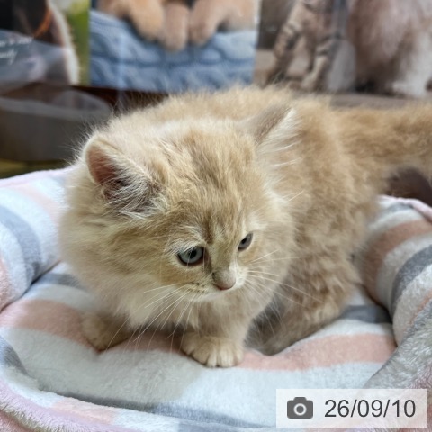 サイベリアンの写真