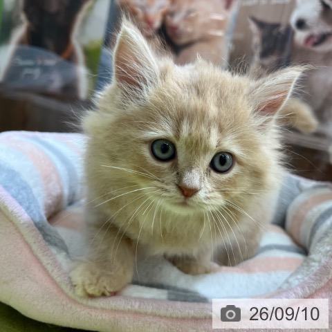 サイベリアンの写真