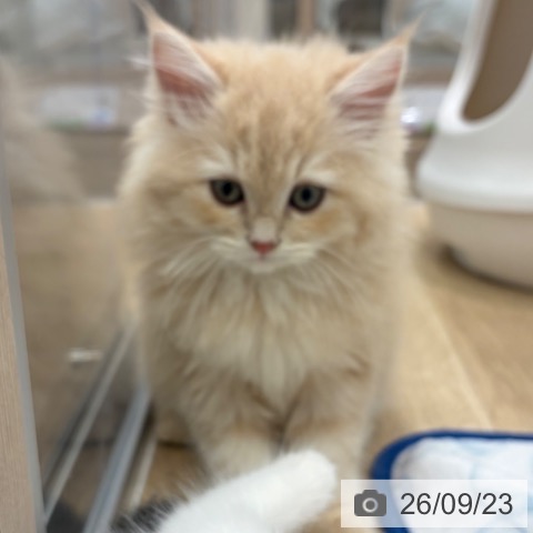 サイベリアンの写真