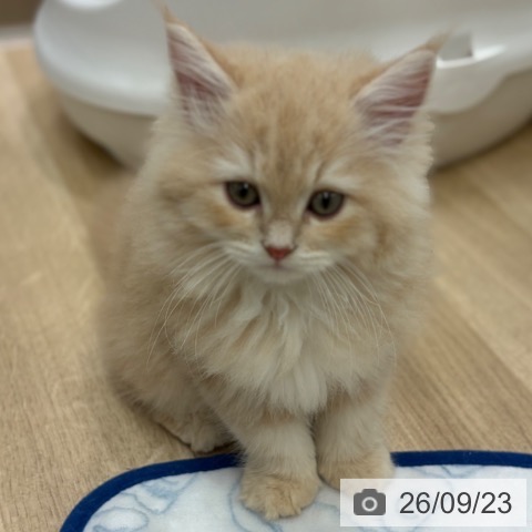サイベリアンの写真