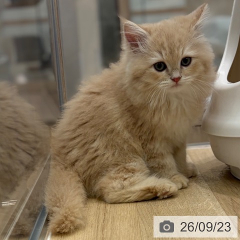 大阪府のサイベリアン (ペットプラス イオン大日店/2026年7月7日生まれ/男の子/クリームタビー)の子猫の4枚目の画像