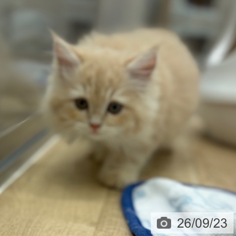 大阪府のサイベリアン (ペットプラス イオン大日店/2026年7月7日生まれ/男の子/クリームタビー)の子猫の3枚目の画像