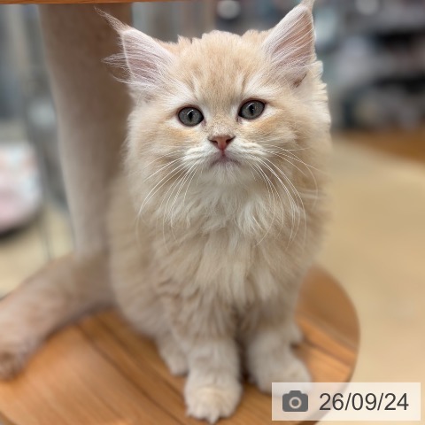 サイベリアンの写真