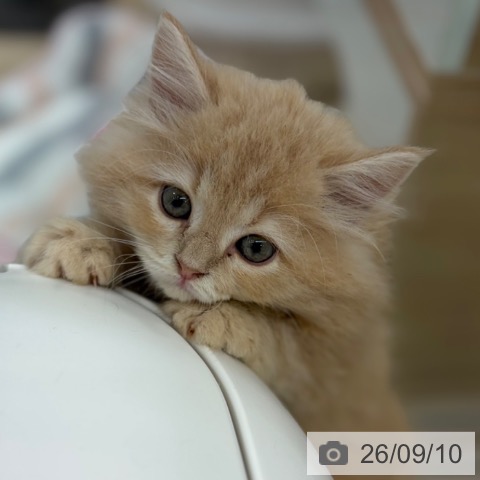 サイベリアンの写真