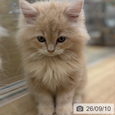 サイベリアンの写真