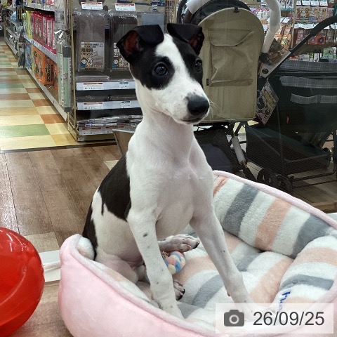 山梨県のイタリアングレーハウンド (ペットプラス 甲府国母店/2026年7月11日生まれ/男の子/シールホワイト)の子犬の4枚目の画像