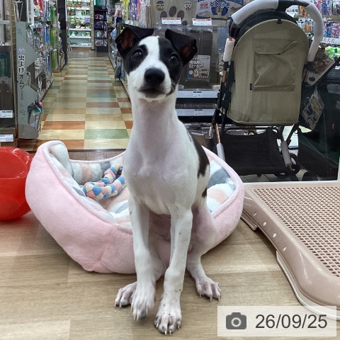 山梨県のイタリアングレーハウンド (ペットプラス 甲府国母店/2026年7月11日生まれ/男の子/シールホワイト)の子犬の3枚目の画像