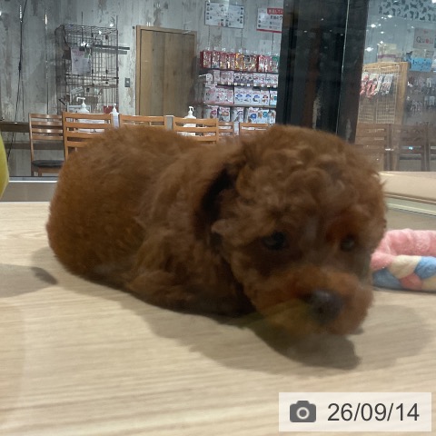 埼玉県のトイプードル(トイ) (ペットプラス コクーンシティ店/2026年7月6日生まれ/男の子/レッド)の子犬の3枚目の画像