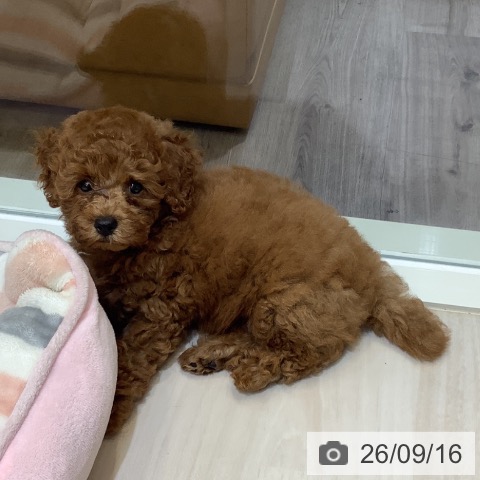 埼玉県のトイプードル(トイ) (ペットプラス クレアモール川越店/2026年7月5日生まれ/男の子/レッド)の子犬の4枚目の画像