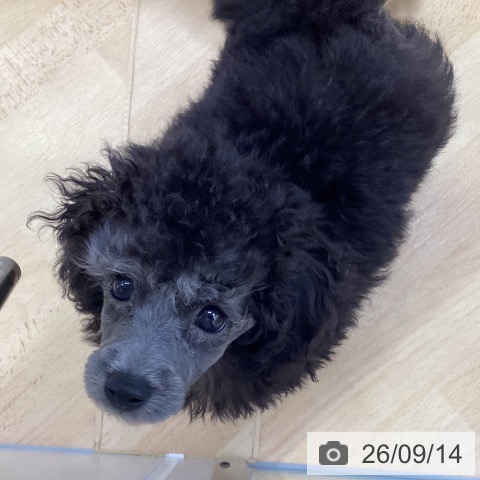 埼玉県のトイプードル(トイ) (ペットプラス 羽生店/2026年7月10日生まれ/男の子/シルバー)の子犬の3枚目の画像