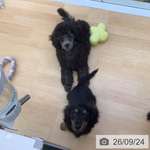 埼玉県のトイプードル(トイ) (ペットプラス 羽生店/2026年7月10日生まれ/男の子/シルバー)の子犬の3枚目の画像
