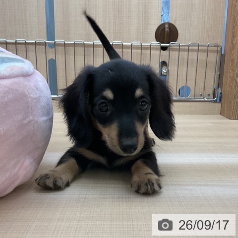 埼玉県のミニチュアダックスフンド(ロング) (ペッツワン 浦和美園店/2026年7月11日生まれ/男の子/ブラックタン)の子犬の4枚目の画像