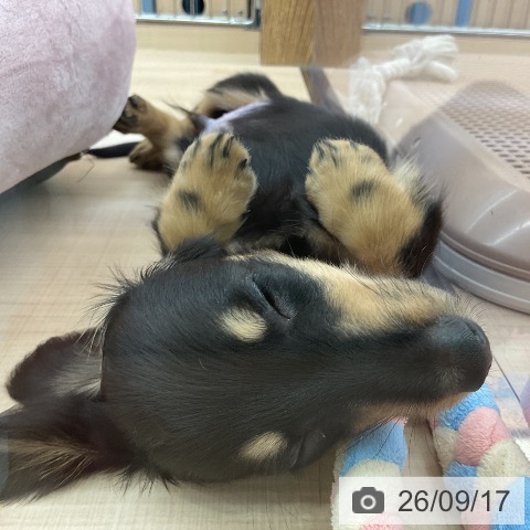 埼玉県のミニチュアダックスフンド(ロング) (ペッツワン 浦和美園店/2026年7月11日生まれ/男の子/ブラックタン)の子犬の3枚目の画像