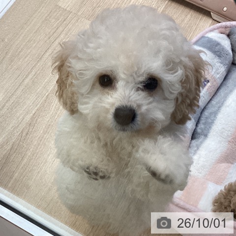 神奈川県のトイプードル(トイ) (ペットプラス 座間店/2026年7月11日生まれ/男の子/クリーム)の子犬の4枚目の画像
