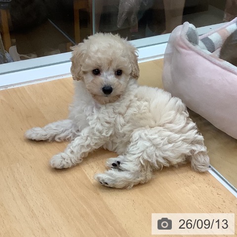 長野県のトイプードル(トイ) (ペットプラス 松本店/2026年7月11日生まれ/女の子/クリーム)の子犬の4枚目の画像