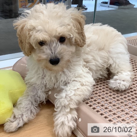 長野県のトイプードル(トイ) (ペットプラス 松本店/2026年7月11日生まれ/女の子/クリーム)の子犬の4枚目の画像