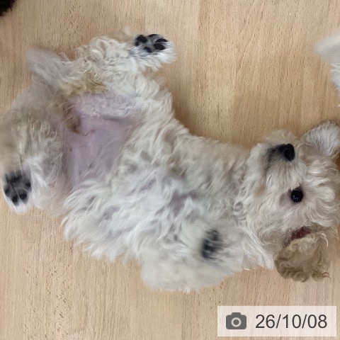 長野県のトイプードル(トイ) (ペットプラス 松本店/2026年7月11日生まれ/女の子/クリーム)の子犬の4枚目の画像