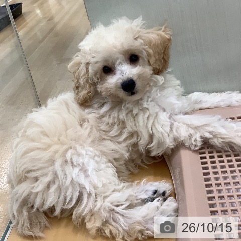 長野県のトイプードル(トイ) (ペットプラス 松本店/2026年7月11日生まれ/女の子/クリーム)の子犬の4枚目の画像