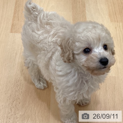 長野県のトイプードル(トイ) (ペットプラス 松本店/2026年7月11日生まれ/女の子/クリーム)の子犬の3枚目の画像