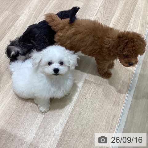 宮城県のビションフリーゼ (ペットプラス 名取店/2026年7月7日生まれ/男の子/ホワイト)の子犬の4枚目の画像