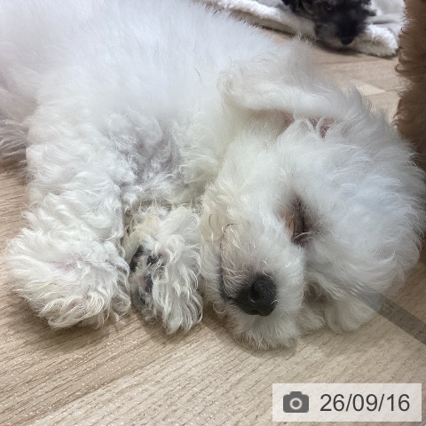 宮城県のビションフリーゼ (ペットプラス 名取店/2026年7月7日生まれ/男の子/ホワイト)の子犬の3枚目の画像