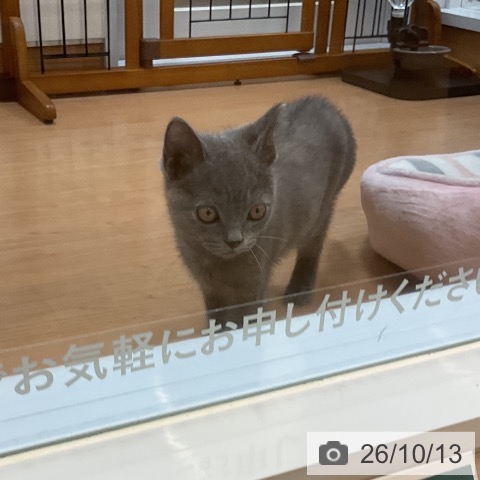 埼玉県のブリティッシュショートヘアー (ペッツワン 浦和美園店/2026年7月10日生まれ/女の子/ブルークリーム)の子猫の4枚目の画像