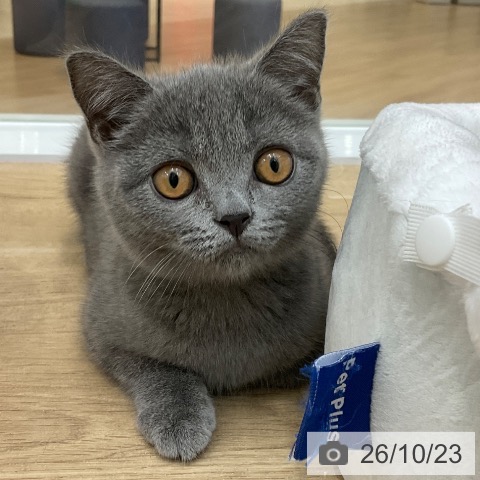 ブリティッシュショートヘアの写真