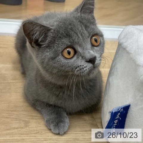 ブリティッシュショートヘアの写真